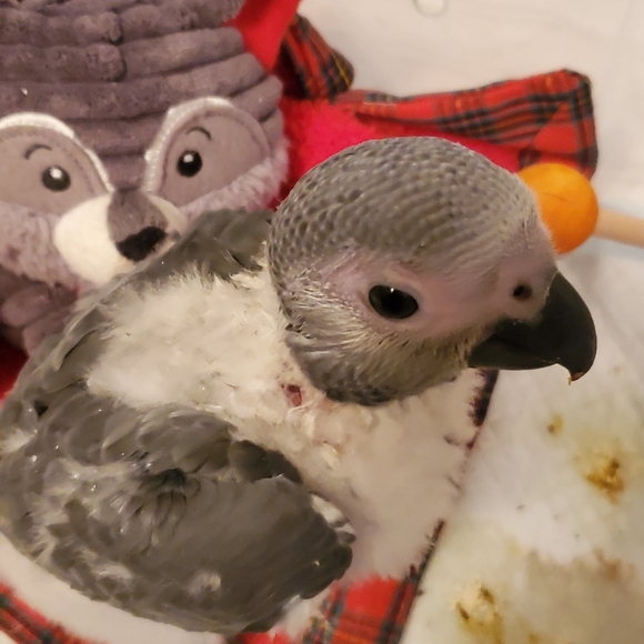 Meet your Posher, Wendy ..and My Babies.. - Picture 3 of 3